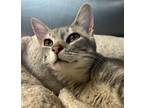 Adopt Bosco a Domestic Shorthair / Mixed cat in Sheboygan, WI (37612181)