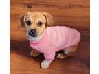 Adopt female dachshund a Red/Golden/Orange/Chestnut Dachshund / Mixed dog in