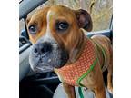 Adopt Savannah a Boxer / Mixed dog in Brookeville, MD (37613085)