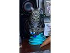 Adopt Remy a Tiger Striped Domestic Shorthair / Mixed (short coat) cat in