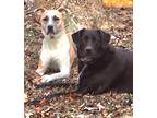 Adopt Darla a Black - with White Labrador Retriever / Catahoula Leopard Dog /