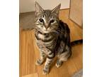Adopt Valentina a Brown Tabby Domestic Shorthair (short coat) cat in Greenburgh