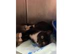 Adopt Jovie a All Black Domestic Shorthair cat in Johnstown, PA (37610545)