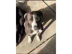 Adopt Cali a Gray/Silver/Salt & Pepper - with White American Staffordshire