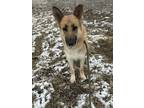 Adopt Shelby a Tan/Yellow/Fawn German Shepherd Dog / Mixed dog in Ottumwa