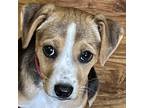 Adopt Hollie a Brown/Chocolate Mixed Breed (Medium) / Mixed dog in Pleasanton
