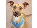 Adopt Lady a Tan/Yellow/Fawn Labrador Retriever / Mixed dog in Fort Worth