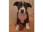 Adopt Grayson a Gray/Silver/Salt & Pepper - with White Pit Bull Terrier / Mixed