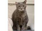Adopt Stubby a Gray, Blue or Silver Tabby Domestic Shorthair (short coat) cat in