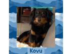 Adopt Kavu a Dachshund / Mixed dog in Littleton, CO (37612614)