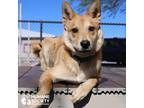 Adopt SAM a Tan/Yellow/Fawn Shepherd (Unknown Type) / Akita / Mixed dog in