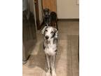 Adopt Frick & Frack a Merle Great Dane / Mixed dog in Phoenix, AZ (37612198)