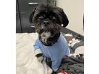 Adopt Macy *Bonded With Leo* a Shih Tzu / Poodle (Toy or Tea Cup) / Mixed dog in