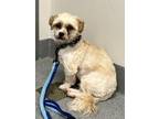 Adopt Leo *Bonded with Macy* a Shih Tzu / Poodle (Toy or Tea Cup) / Mixed dog in