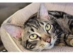 Adopt Beetee a Domestic Shorthair / Mixed cat in Sheboygan, WI (37612182)