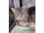 Adopt Bridget a Domestic Longhair / Mixed cat in Sheboygan, WI (37612180)