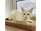 Adopt Oscar a Orange or Red Siamese / Mixed cat in Murray, UT (37612163)
