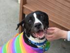 Adopt Bonnie a Mixed Breed (Large) / Mixed dog in Brooklyn, NY (37612256)
