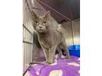 Adopt Chance a Gray, Blue or Silver Tabby Domestic Shorthair cat in Johnstown