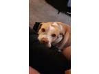 Adopt Dolly a Tan/Yellow/Fawn - with White Basset Hound / American Pit Bull