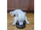 Adopt Yoshi a White Husky / Mixed dog in Lexington, VA (37611968)