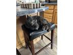 Adopt Jenkins a Gray or Blue American Shorthair / Mixed cat in Draper