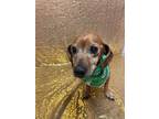 Adopt Fred a Brown/Chocolate Dachshund dog in Johnstown, PA (37610510)