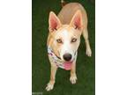 Adopt MERRY a White Husky / Mixed dog in Sacramento, CA (36701705)