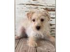 Adopt Bingo a Tan/Yellow/Fawn Cairn Terrier / Terrier (Unknown Type