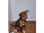 Adopt Lola a Brown/Chocolate - with White Labrador Retriever / Mixed dog in