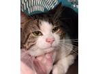 Adopt Maurice a Brown or Chocolate Domestic Shorthair / Domestic Shorthair /