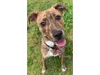 Adopt 2303-1633 Coco a Brindle Mixed Breed (Medium) / Mixed dog in Virginia