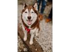 Adopt Sascha a Red/Golden/Orange/Chestnut - with White Husky / Mixed dog in Rio
