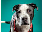 Adopt Jethro a White Labrador Retriever / American Pit Bull Terrier / Mixed dog