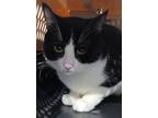 Adopt Virgile a All Black Domestic Shorthair / Domestic Shorthair / Mixed cat in