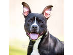Adopt Bates a Black American Pit Bull Terrier / Mixed dog in Reisterstown