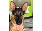 Adopt Lola O a German Shepherd Dog / Mixed dog in Cupertino, CA (37610975)