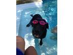 Adopt Cooper a Black Labrador Retriever / Mixed dog in Murfreesboro