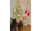 Adopt Jaxon a Brown/Chocolate Labrador Retriever / Mixed dog in Murfreesboro