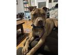 Adopt Peanut a Tan/Yellow/Fawn - with Black American Pit Bull Terrier / Mixed