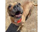 Adopt Lime a American Staffordshire Terrier