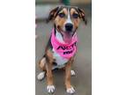 Adopt Young Friendly Walker Hound "Charlotte" for Adoption a Treeing Walker