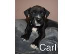 Carl, Labrador Retriever For Adoption In Arden, North Carolina