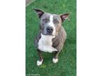 Adopt LUNA a Pit Bull Terrier, Mixed Breed