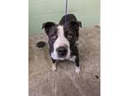 Adopt AGAVE a Pit Bull Terrier