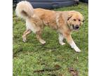 Adopt SUNNY a Great Pyrenees, Mixed Breed