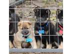 Shiba Inu Puppy for sale in Wolcott, NY, USA