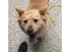 Adopt Sweetie a Chow Chow