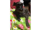 Adopt Snootchie a Schnoodle