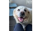 Adopt Patty a Great Pyrenees